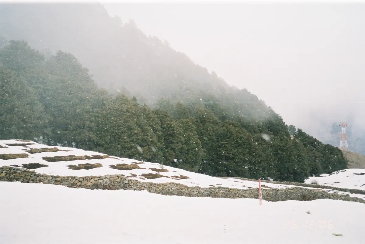 Snow patch on a slope above a pine forest at Auli