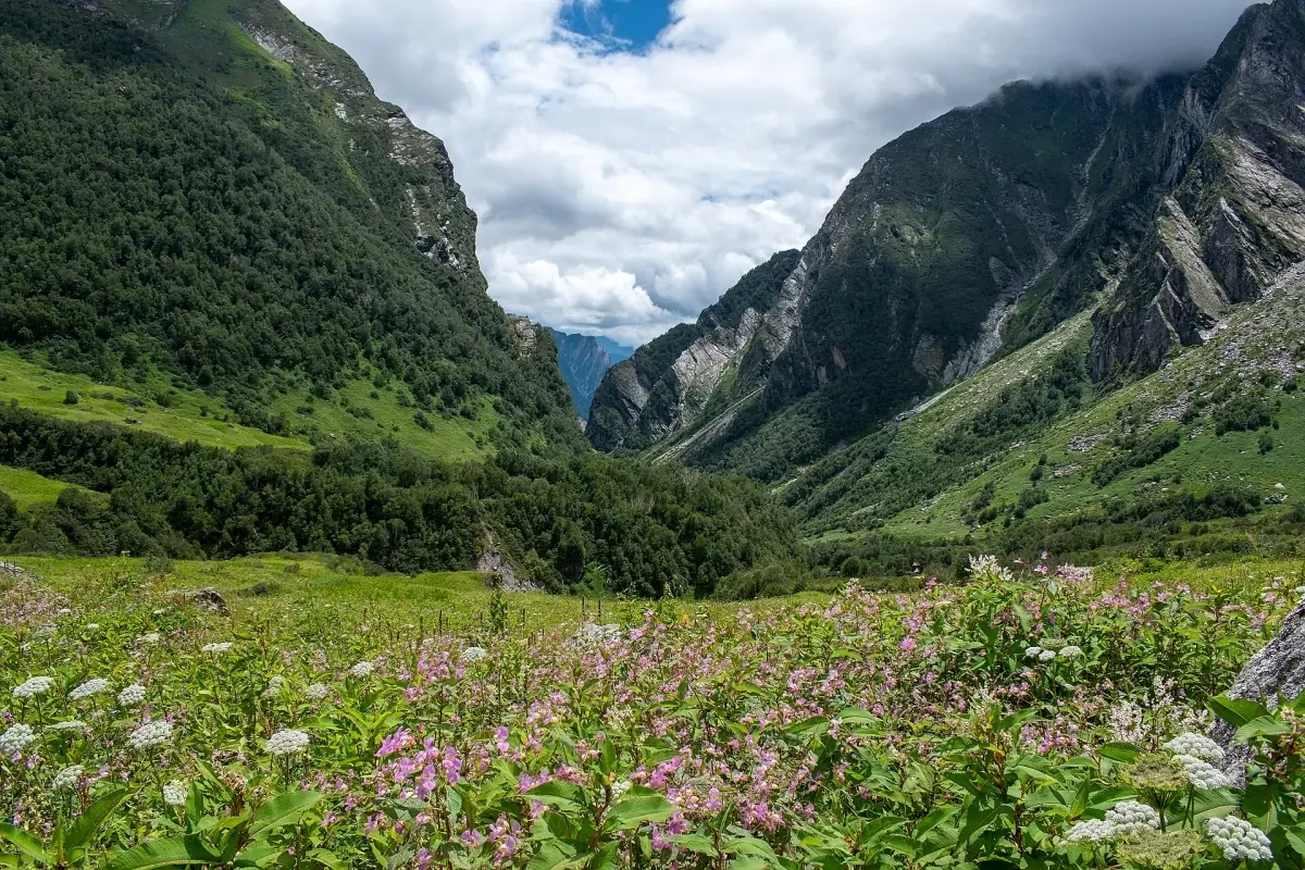 Wildflowers on a green meadow at the entrance of a steep valley